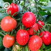 CY-山东圣女果 商品缩略图2