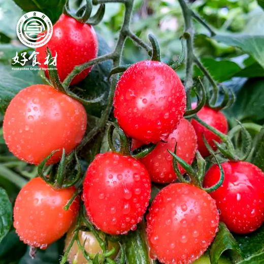 CY-山东圣女果 商品图2