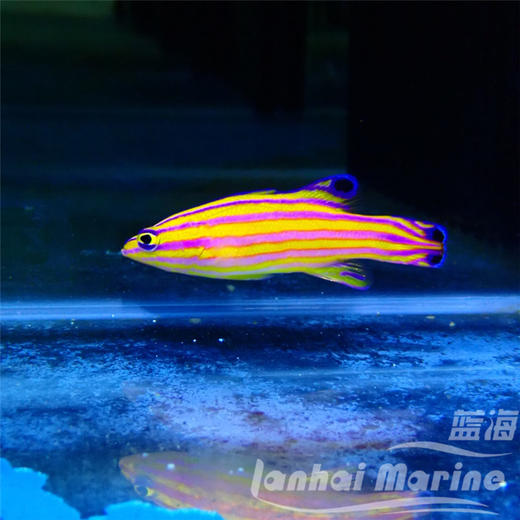 美国甜心狐 商品图2