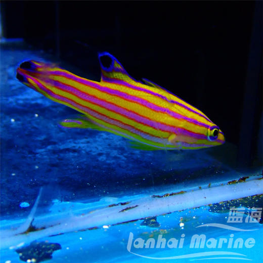 美国甜心狐 商品图5