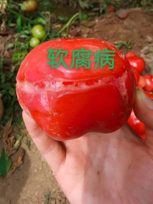 细菌病害的防治 商品图0