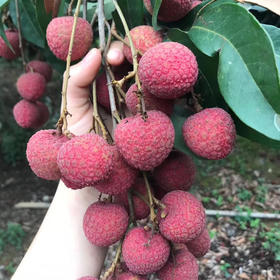 【倒计时6小时下架】【助农】福建漳州乌叶荔枝 皮薄肉厚 清甜多汁