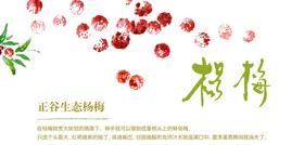  正谷杨梅｜六月仙果红，生态东魁首 