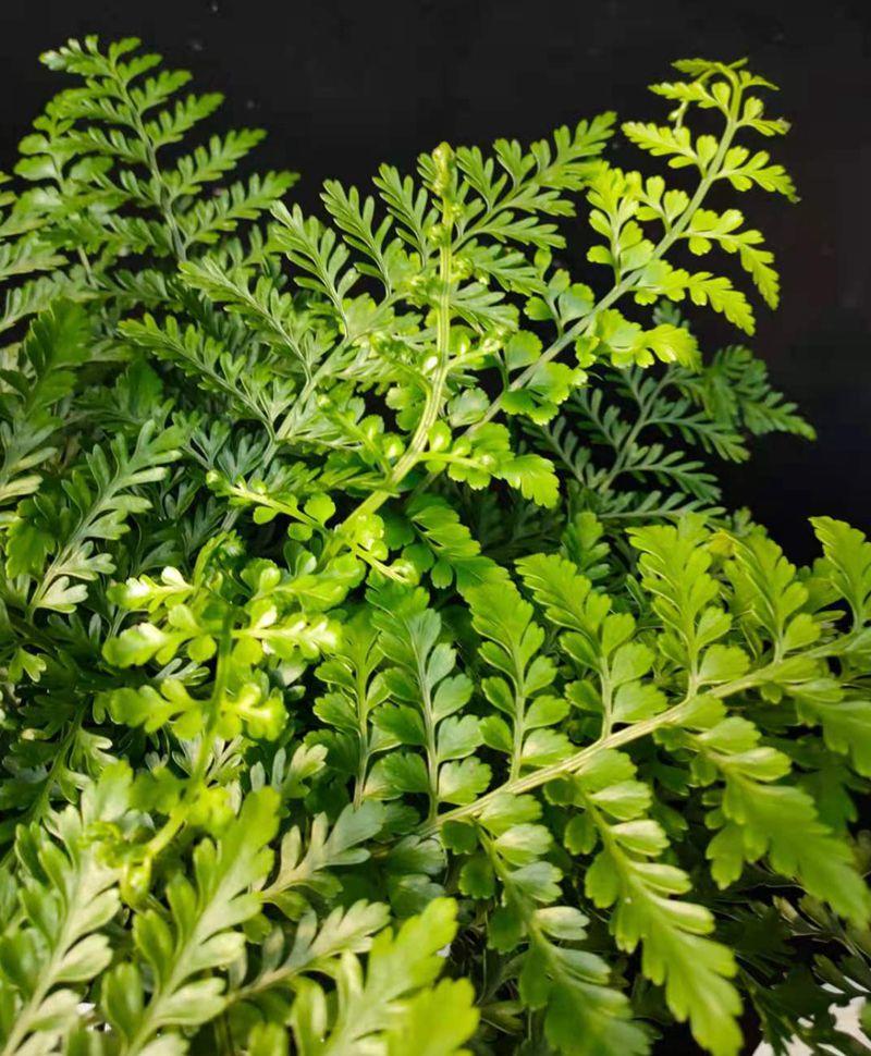 冬青蕨观叶绿植净化空气,吉姆蕨室内四季常青盆栽(全国包邮)