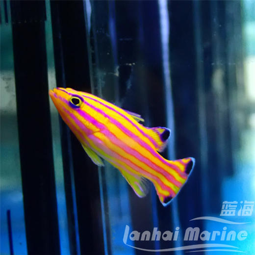 美国甜心狐 商品图4