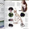 【中商原版】进化：人类的故事（第2版）英文原版 Evolution Human Story Alice Roberts DK自然科学书籍 精装 商品缩略图7
