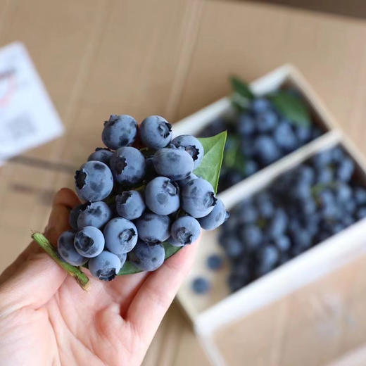 【带枝蓝莓】枝冠 带枝蓝莓，口感纯甜，果粉充足，富含大量花青素 保护眼睛，手机党和小朋友最爱！ 商品图8