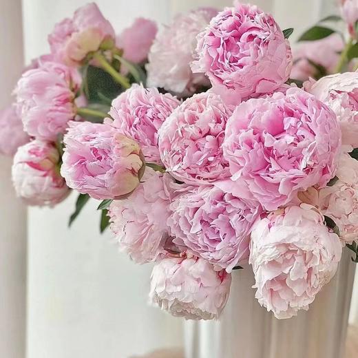 【沙拉重瓣芍药】5支/份  第二份减10元 商品图2