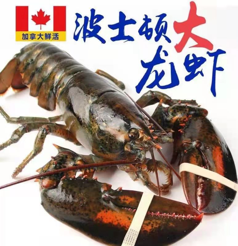 2026年鲜活大龙虾加拿大波士顿鲜活野生大龙虾，2只装