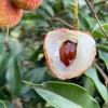 高州水库白糖罂荔枝 3/5斤装 顺丰空运  （收到后冷藏下 口感更好） 商品缩略图6