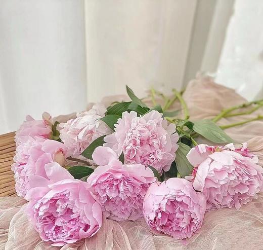 【沙拉重瓣芍药】5支/份  第二份减10元 商品图1