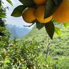 漓江香橙 商品缩略图1