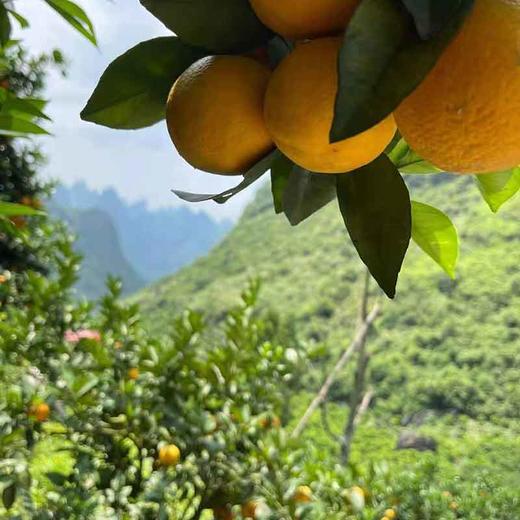漓江香橙 商品图1