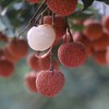 白糖罂荔枝 商品缩略图1