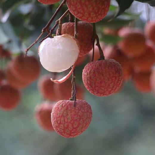 白糖罂荔枝 商品图1