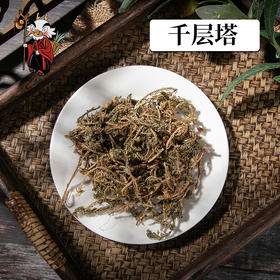 中药材批发  千层塔  1000克/500克