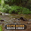 【茶祖】2021年春茶普洱茶生茶云南临沧700古树茶饼200g 商品缩略图3