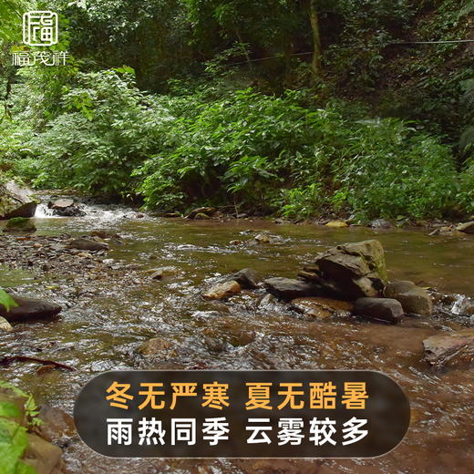 【茶祖】2021年春茶普洱茶生茶云南临沧700古树茶饼200g 商品图3