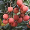 白糖罂荔枝 商品缩略图2