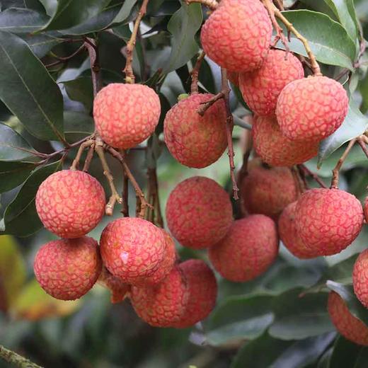 白糖罂荔枝 商品图2