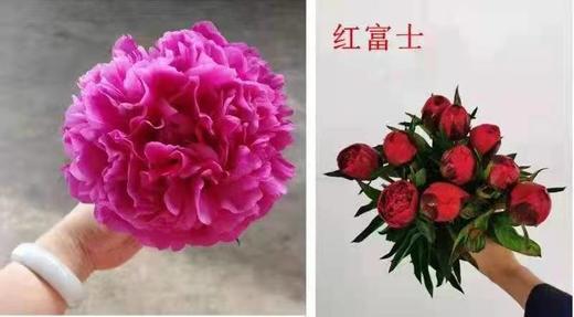 【爱你如初】芍药  - 红富士 深玫红色  10枝/扎 商品图5