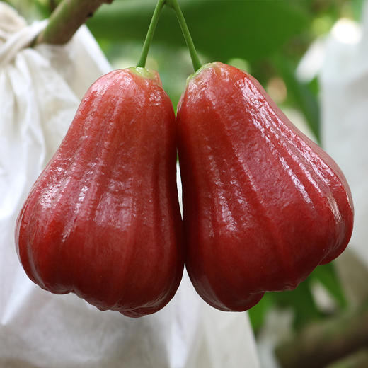 海南黑金刚莲雾 3斤 商品图6