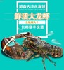 2026年鲜活大龙虾加拿大波士顿鲜活野生大龙虾，2只装 商品缩略图6