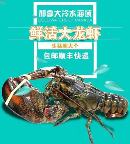 2026年鲜活大龙虾加拿大波士顿鲜活野生大龙虾，2只装 商品图6