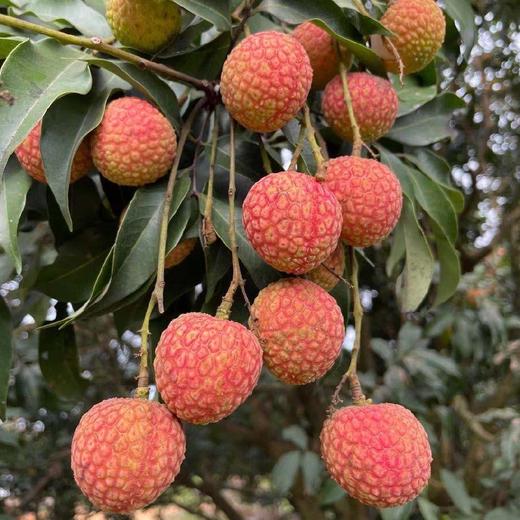 高州水库白糖罂荔枝 3/5斤装 顺丰空运  （收到后冷藏下 口感更好） 商品图11