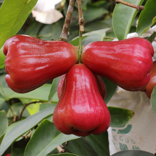 海南黑金刚莲雾 3斤 商品图5