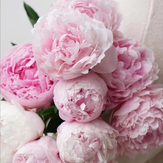 【沙拉重瓣芍药】5支/份  第二份减10元 商品图4