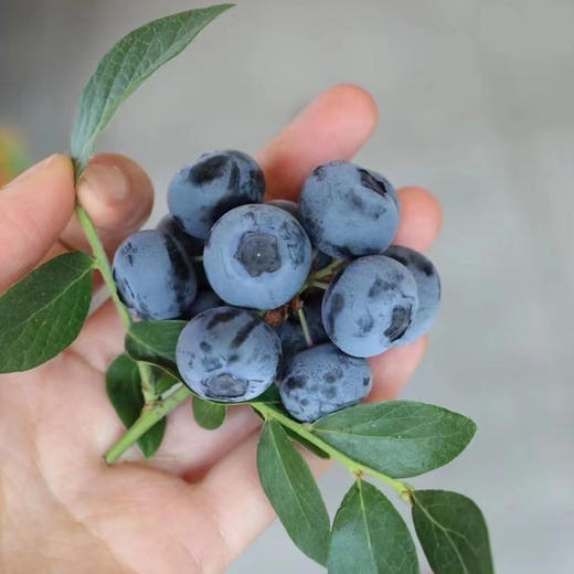 【带枝蓝莓】枝冠 带枝蓝莓，口感纯甜，果粉充足，富含大量花青素 保护眼睛，手机党和小朋友最爱！ 商品图6