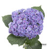 绣球 | 蓝紫重瓣 商品缩略图5