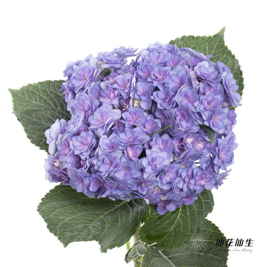绣球 | 蓝紫重瓣 商品图5