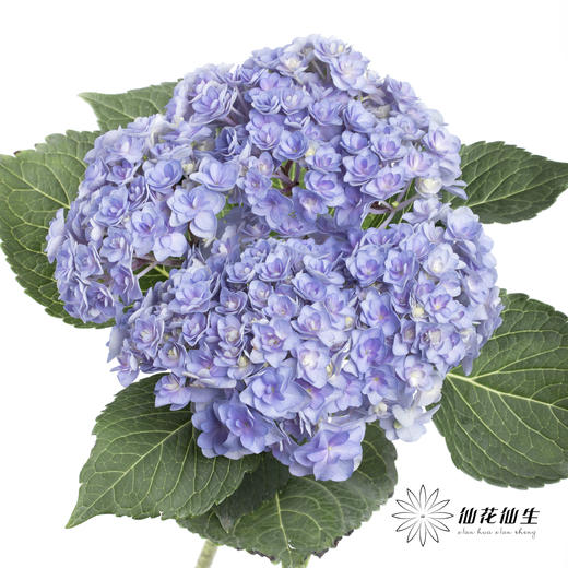 绣球 | 蓝紫重瓣 商品图4