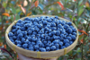 秒杀：云南高原露天蓝莓125g/盒 商品缩略图1