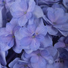 绣球 | 蓝紫重瓣 商品缩略图10
