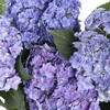 绣球 | 蓝紫重瓣 商品缩略图1