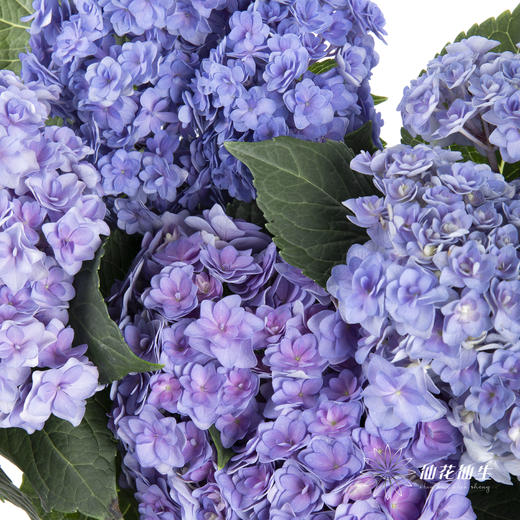 绣球 | 蓝紫重瓣 商品图1