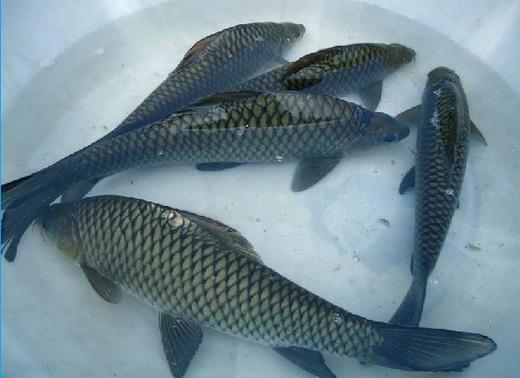 【TC】鱼 商品图0