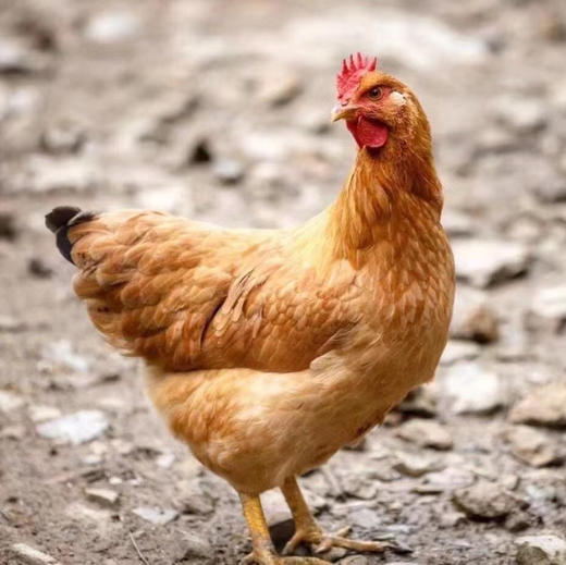 武平散养小母鸡