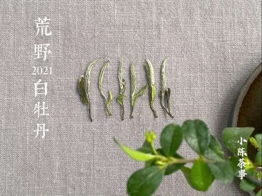 毫端蕴秀临霜写，口齿噙香对月吟。2021荒野白牡丹《拂花枝》来了（60克罐装） 商品图3