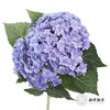 绣球 | 蓝紫重瓣 商品缩略图6