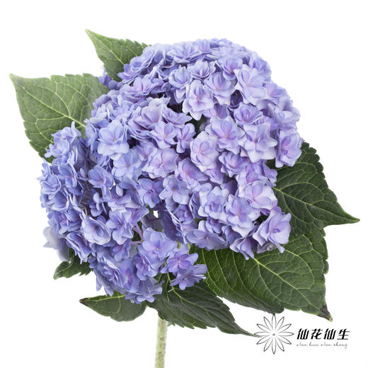 绣球 | 蓝紫重瓣 商品图6