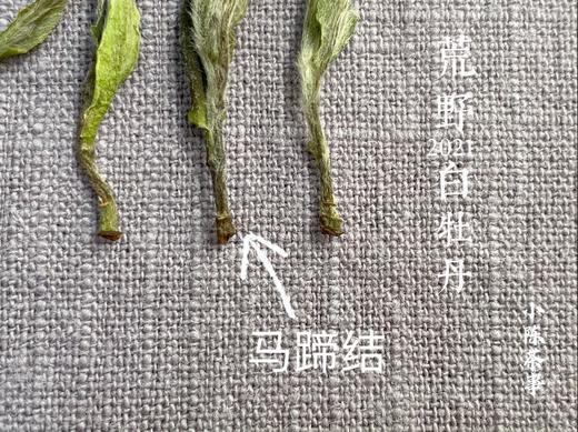 毫端蕴秀临霜写，口齿噙香对月吟。2021荒野白牡丹《拂花枝》来了（60克罐装） 商品图4
