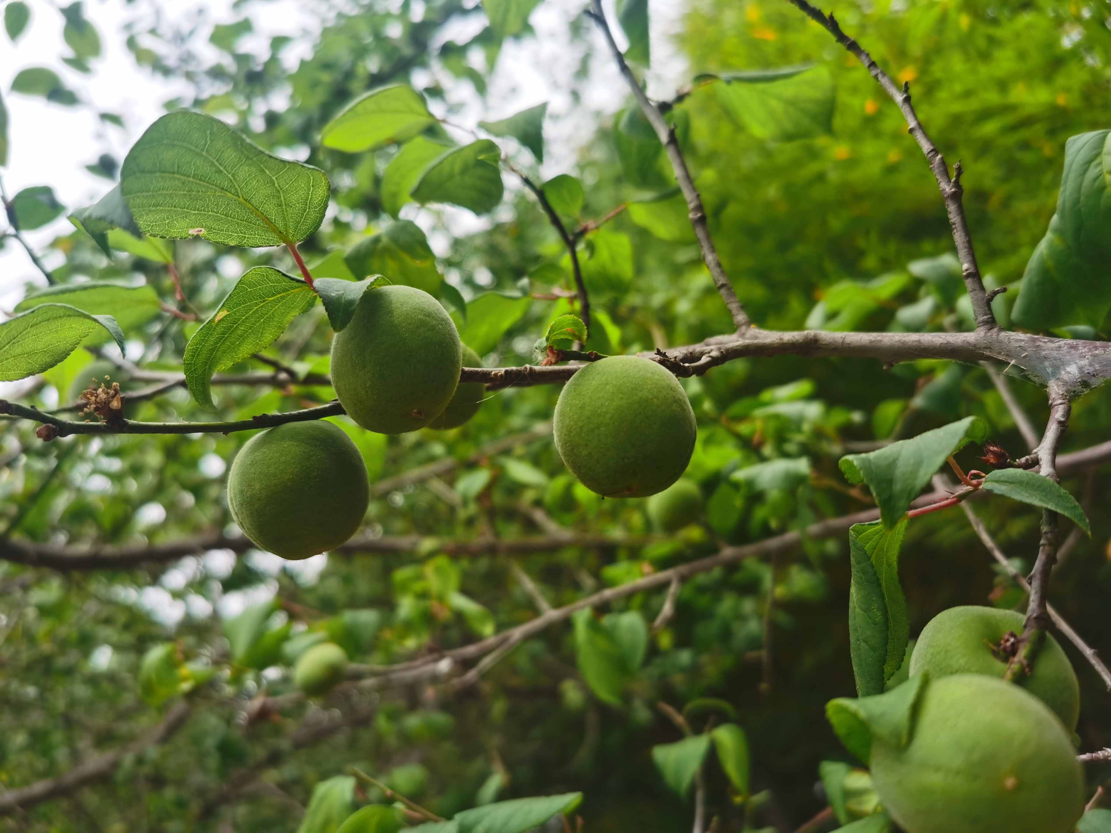 下单后不退单不改地址请谨慎云南新鲜野生青梅5斤装个头中等偏小介意