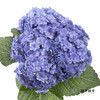 绣球 | 蓝紫重瓣 商品缩略图2
