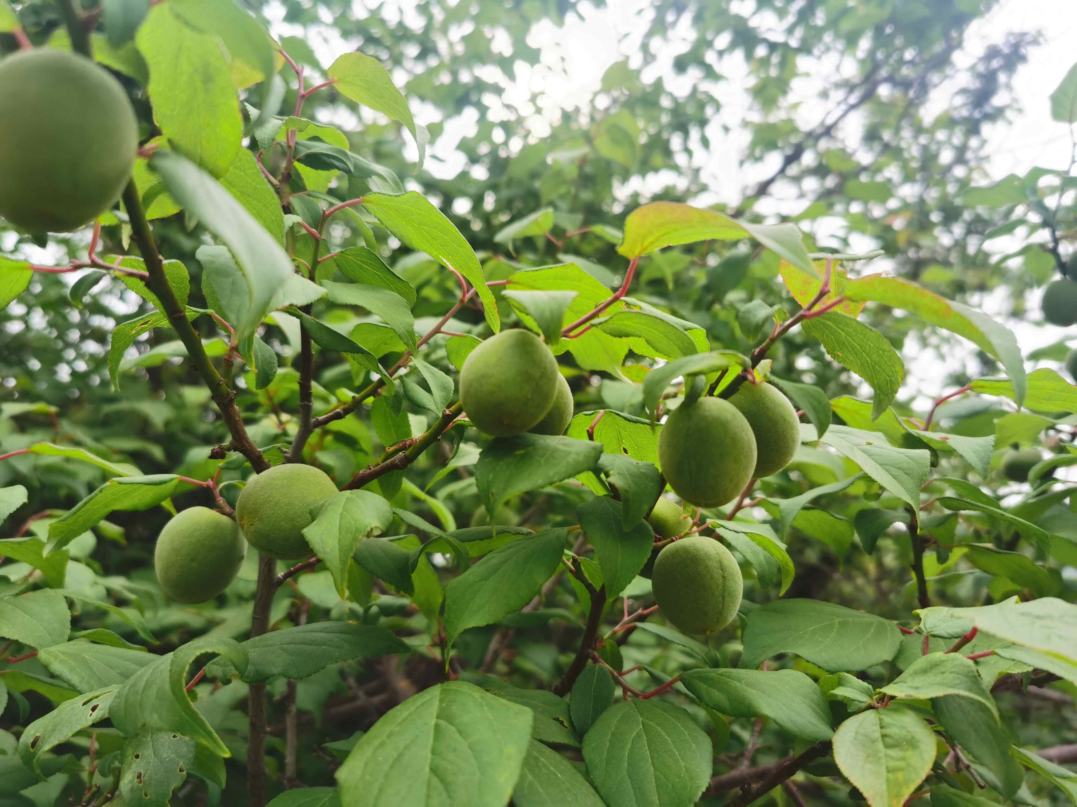 【下单后不退单不改地址,请谨慎】云南新鲜野生青梅 5斤装 个头中等偏