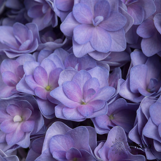 绣球 | 蓝紫重瓣 商品图9