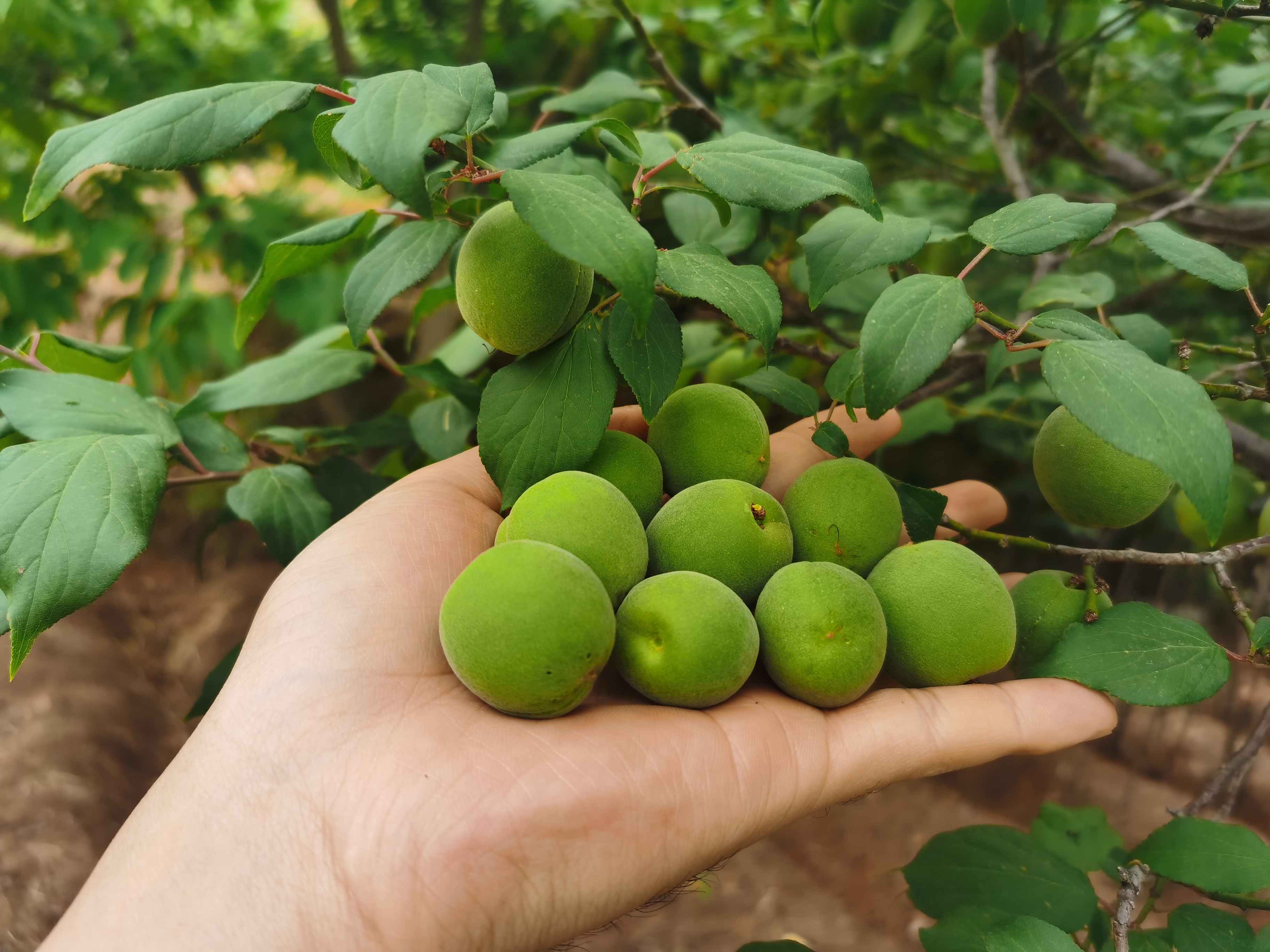下单后不退单不改地址请谨慎云南新鲜野生青梅5斤装个头中等偏小介意